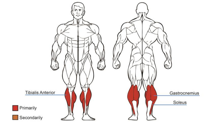 坐式小腿肌肉图